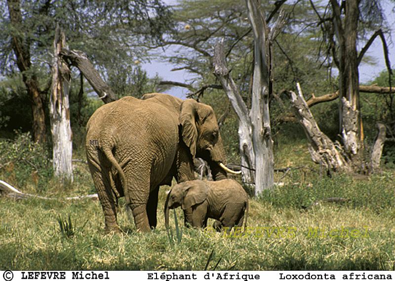 200 Eléphant d'Afrique.jpg - Eléphant d'Afrique - Loxodonta africana -Samburu - Kenya